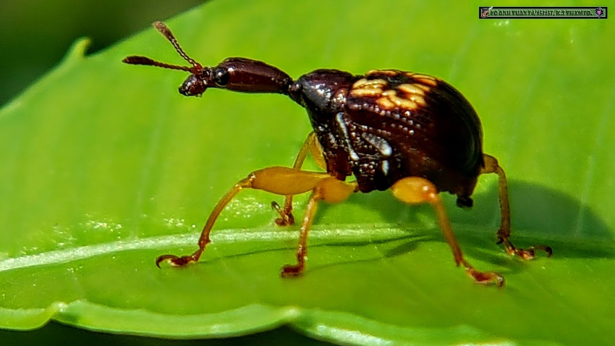 Leaf Rolling Weevil.