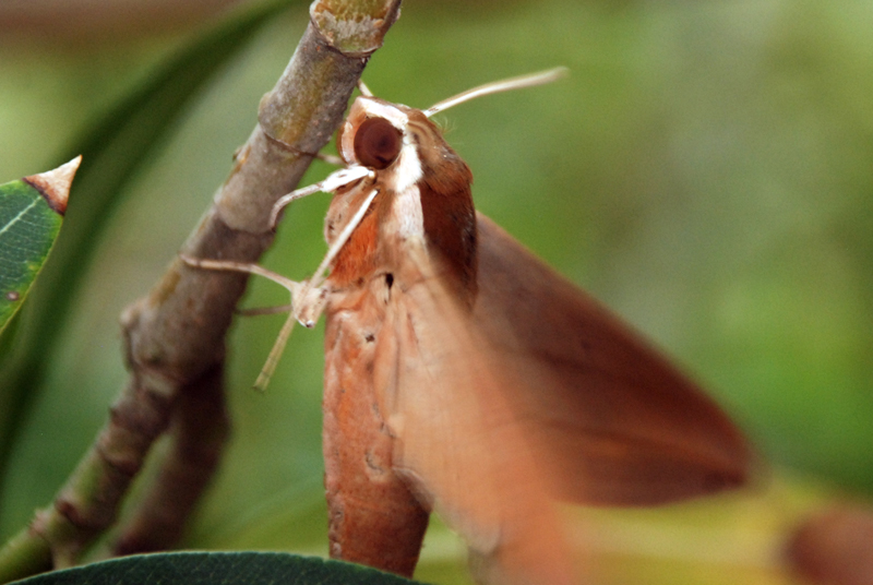 Levant Hawk Moth