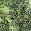 Milkweed Tussock Moth Caterpillars