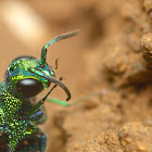 Cuckoo wasp