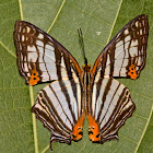 Common Map Wing Butterfly