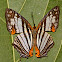Common Map Wing Butterfly