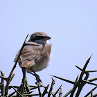 Isabelline shrike