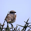 Isabelline shrike