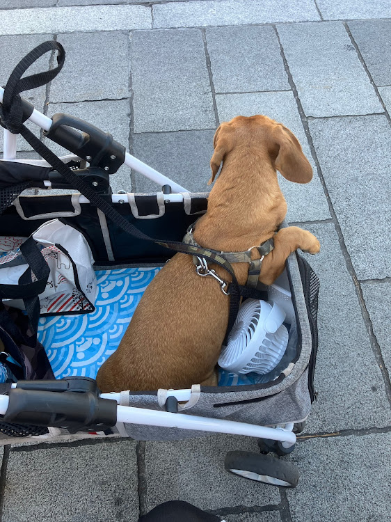 シビックのシビックハッチバック・FK7・峠ステッカー・みさきうみねこ海道・犬連れ旅に関するカスタム事例の投稿画像3枚目