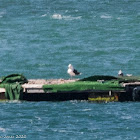 Great Black-backed Gull