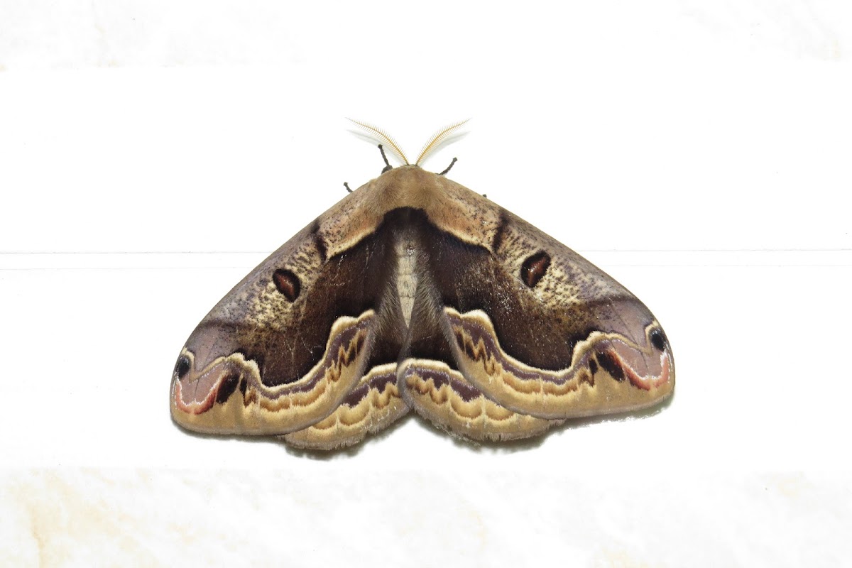 Moth