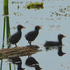 Common Gallinule