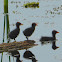 Common Gallinule