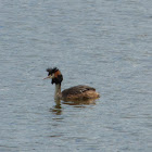 Great Crested Grebe