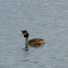 Great Crested Grebe