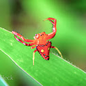 Common Triangular Spider