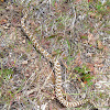 Western Rattlesnake