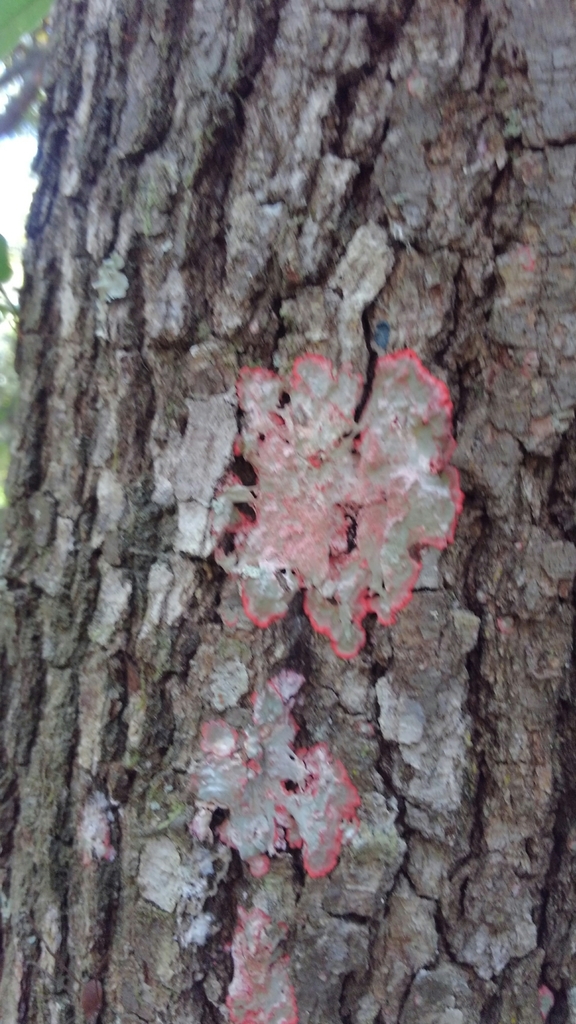 Christmas Lichen