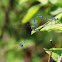 Azure damselfly