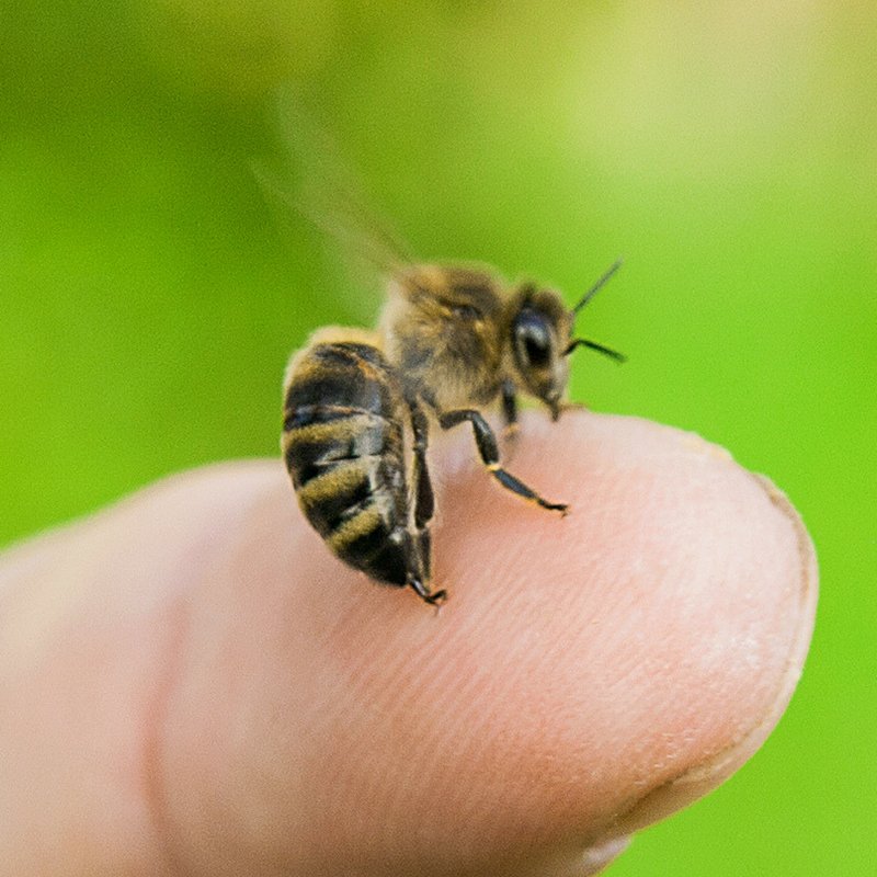 Image result for bees stinging humans