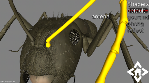 3D Ant Explorer Demo