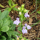 Great Blue Lobelia