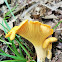 Chanterelle