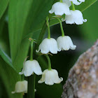 Lily of the Valley