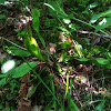 Purple Pitcher Plant