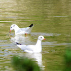 Black-headed Gull