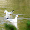 Black-headed Gull