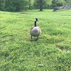 Canada goose