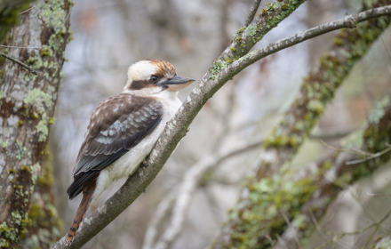 Bird perches on tree branch small promo image