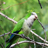 Monk parakeet. Cotorra argentina