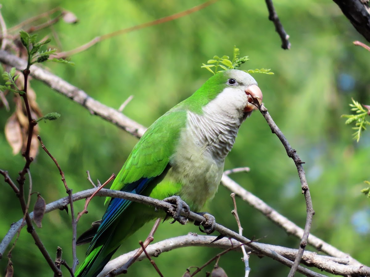 Monk parakeet. Cotorra argentina