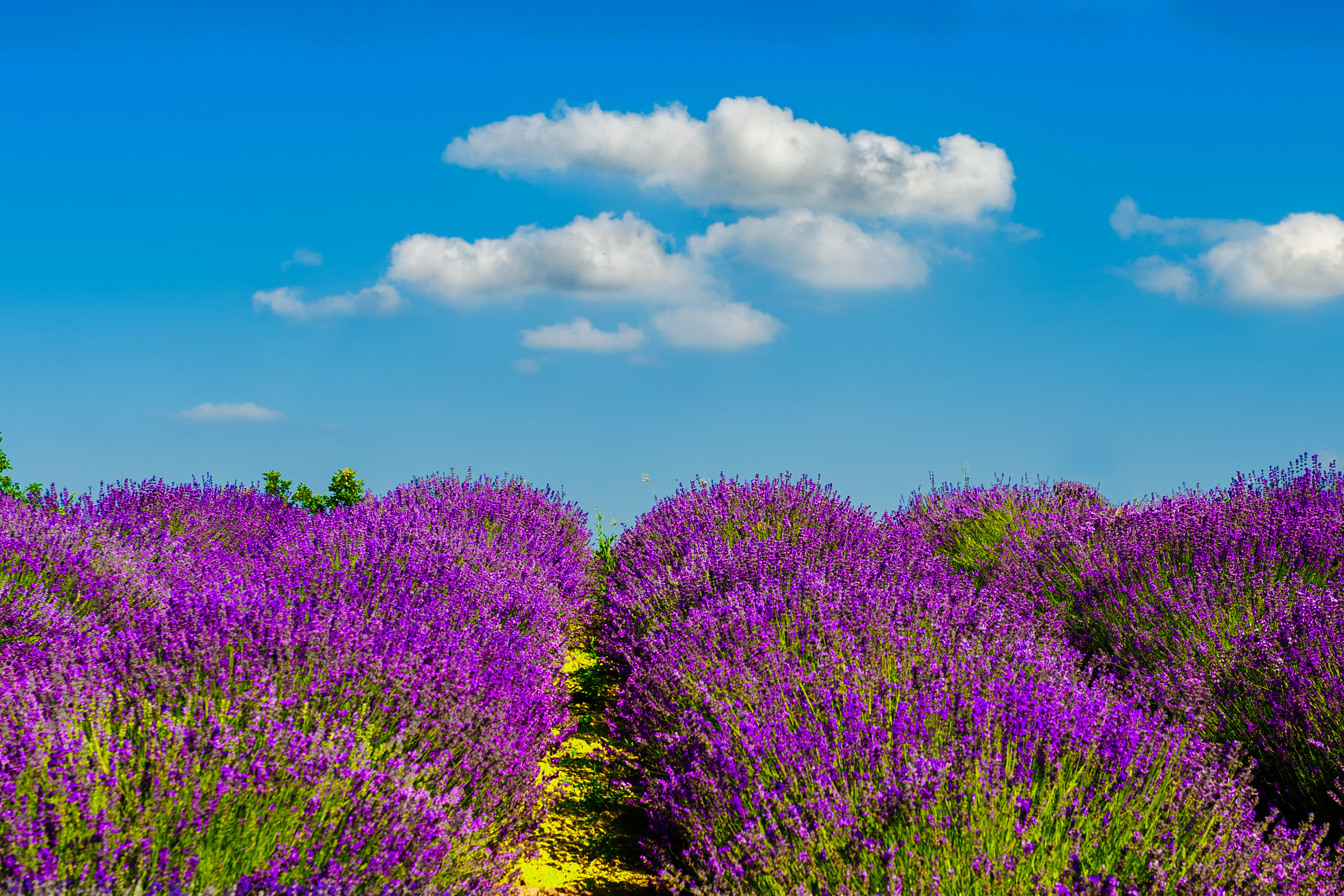 lavanda: colori e profumo di franca111