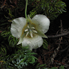 Subalpine mariposa lily