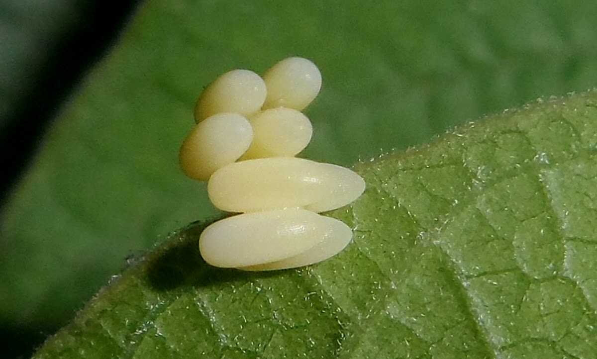 Mimallo eggs