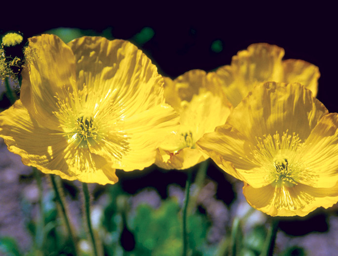 Papaver croceum.