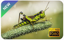 Grasshoppers Wallpapers and New Tab small promo image