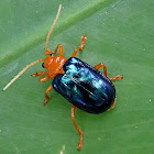 Leaf Beetle