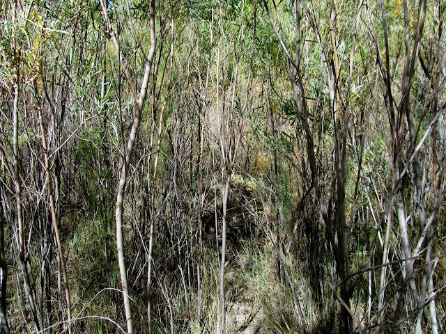 Shwacking through the willows