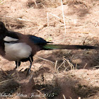 Magpie; Urraca