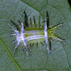 Stinging Nettle Slug Caterpillar