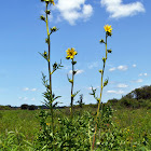 Compass Plant