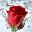 Rose New Tab Page HD Pop Flowers Theme