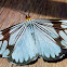 White tiger moth