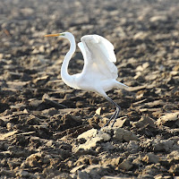 Il duca bianco di 