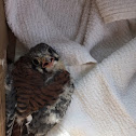 American Kestrel