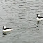 Bufflehead