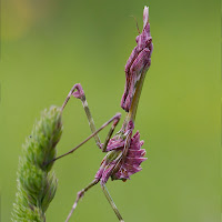 Empusa Pennata di 