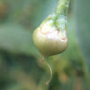 Larger Bindweed