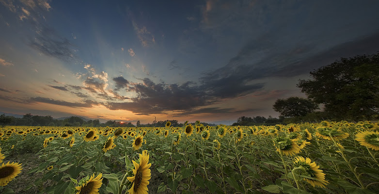 Girasoli al tramonto di Sebastiano Pieri