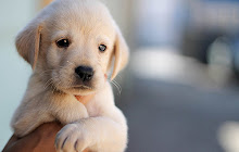 Cute Dogs Wallpapers HD Theme small promo image